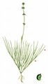 Faden-Laichkraut - Stuckenia filiformis (Pers.) Börner