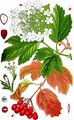Guelder-Rose - Viburnum opulus L.