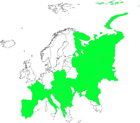Nepeta nuda