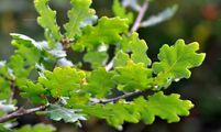 Quercus petraea (Trauben-Eiche) - Blätter