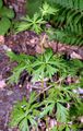 Gescheckter Eisenhut - Aconitum variegatum L.