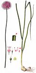Kugelköpfiger Lauch - Allium sphaerocephalon L. 