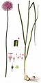 Round-Headed Leek - Allium sphaerocephalon L.