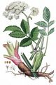 Wild Angelica - Angelica sylvestris L.
