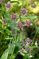 Langblättriges Hasenohr - Bupleurum longifolium L.