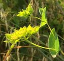 Rundblättriges Hasenohr - Bupleurum rotundifolium L.