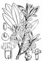 Gewöhnlicher Seidelbast - Daphne mezereum L.
