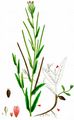 Short-Fruited Willowherb - Epilobium obscurum Schreb.