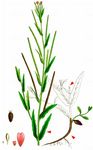 Dunkelgrünes Weidenröschen - Epilobium obscurum Schreb. 