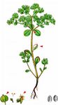 Garten-Wolfsmilch - Euphorbia peplus L. 