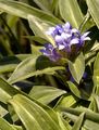 Kreuz-Enzian - Gentiana cruciata L.