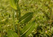 Kompaß-Lattich - Lactuca serriola L.