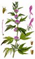Echtes Herzgespann - Leonurus cardiaca L.