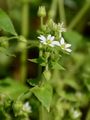 Wasserdarm - Myosoton aquaticum (L.) Moench