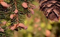 Gewöhnliche Fichte - Picea abies (L.) H. Karst.