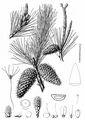 Lodgepole Pine - Pinus contorta Loudon