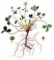 Erdbeer-Fingerkraut - Potentilla sterilis (L.) Garcke