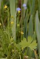 Goldilocks Buttercup - Ranunculus auricomus coll. 