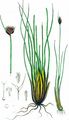 Black Bog-Rush - Schoenus nigricans L.