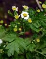 Feverfew - Tanacetum parthenium (L.) Sch. Bip.