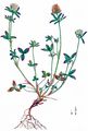 Blaßgelber Klee - Trifolium ochroleucon Huds.