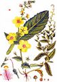 Moth Mullein - Verbascum blattaria L.
