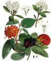 Wayfaring-Tree - Viburnum lantana L.