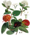 Wolliger Schneeball - Viburnum lantana L. 