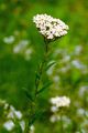 Feinblättrige Wiesen-Schafgarbe - Achillea setacea Waldst. & Kit.