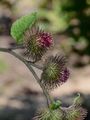 Wood Burdock - Arctium nemorosum Lej.