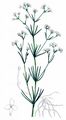 Dyer's Woodruff - Asperula tinctoria L.