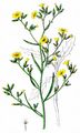 Großer Knorpellattich - Chondrilla juncea L.