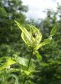 Cabbage Thistle - Cirsium oleraceum (L.) Scop.