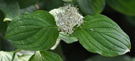 Dogwood - Cornus sanguinea L.