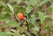 Felsen-Zwergmispel - Cotoneaster integerrimus Medik.