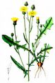 Wiesen-Pippau - Crepis biennis L.