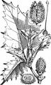 Blauer Stechapfel - Datura stramonium L.