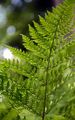 Feingliedriger Wurmfarn - Dryopteris expansa (C. Presl) Fraser-Jenk. & Jermy