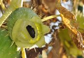 Wild Cucumber - Echinocystis lobata (Michx.) Torr. & A. Gray