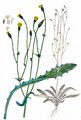 Smooth Cat's-Ear - Hypochaeris glabra L.