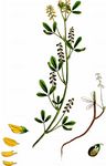 Kleinblütiger Steinklee - Melilotus indicus (L.) All. 