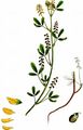 Small Melilot - Melilotus indicus (L.) All.
