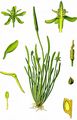 Mousetail - Myosurus minimus L.