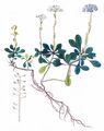 Alpine Penny-Cress - Noccaea montana (L.) F. K. Mey.