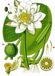 Weiße Seerose - Nymphaea alba L. 