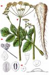 Gemüse-Pastinak - Pastinaca sativa L. 