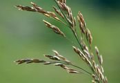 Hain-Rispengras - Poa nemoralis L.