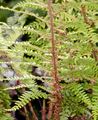 Soft Shield-Fern - Polystichum setiferum (Forssk.) Woyn.