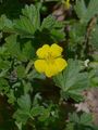 Spring Cinquefoil - Potentilla tabernaemontani Asch.
