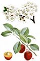 Cherry Plum - Prunus cerasifera Ehrh.